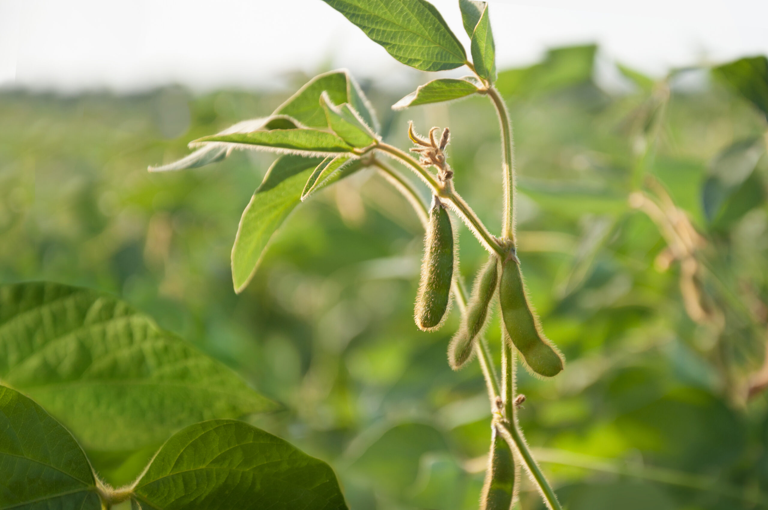 RTRS – Soybean