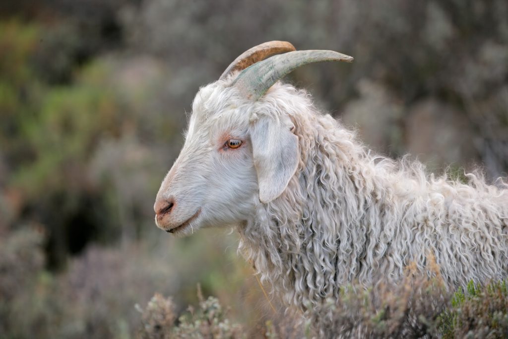 Rms Standard RMS – Responsible Mohair Standard