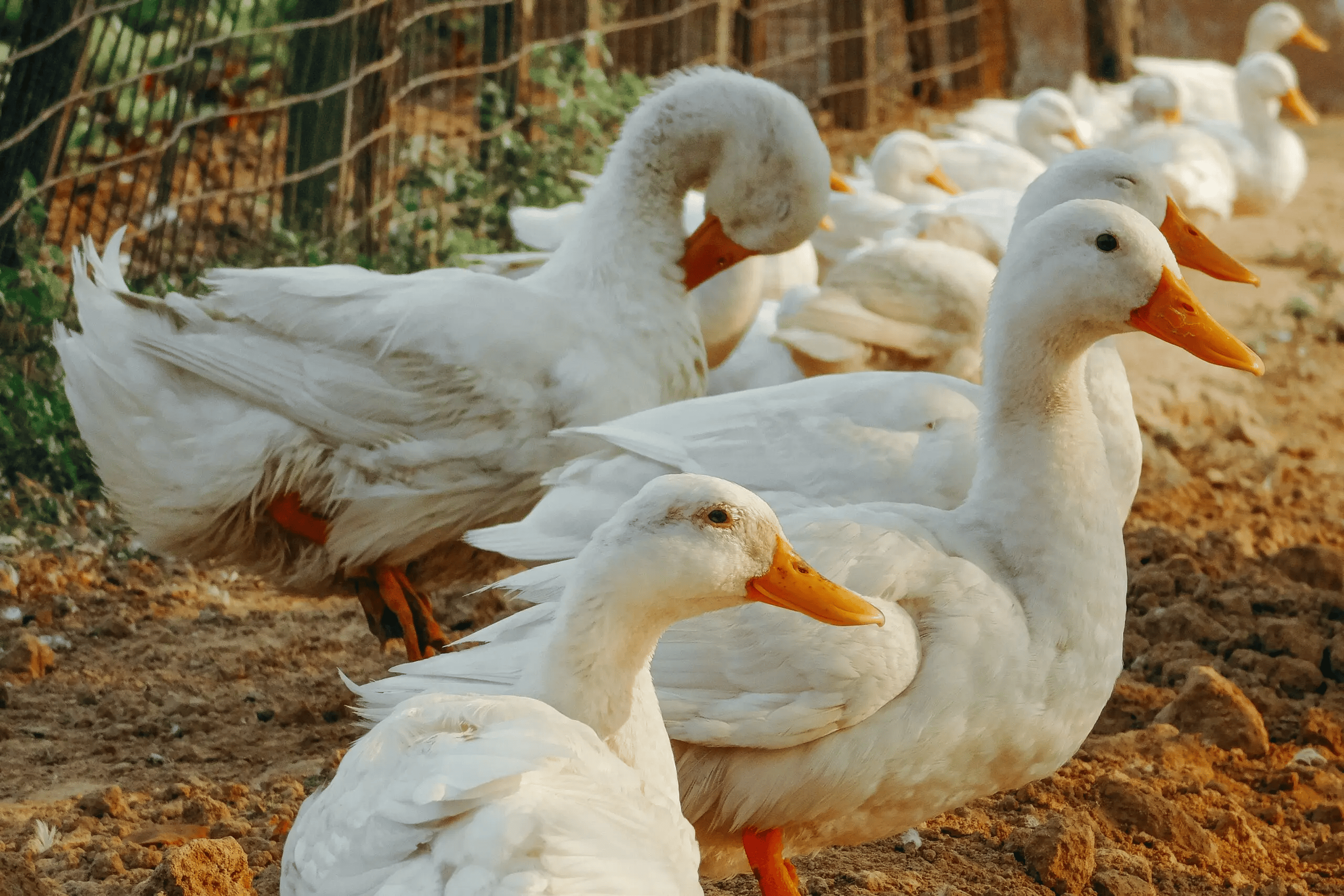 Animal Welfare