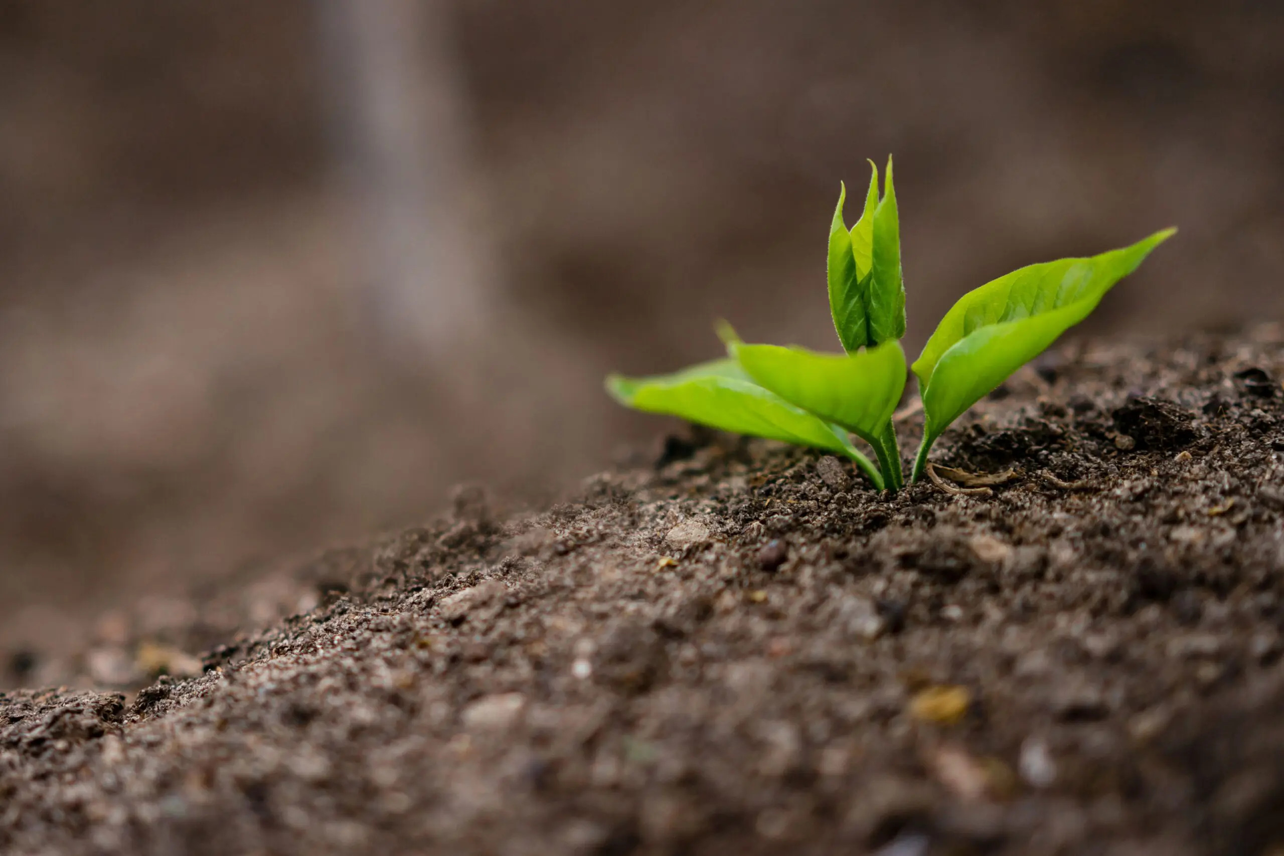 Executive – TC & Tracenet (Agriculture Certifications)