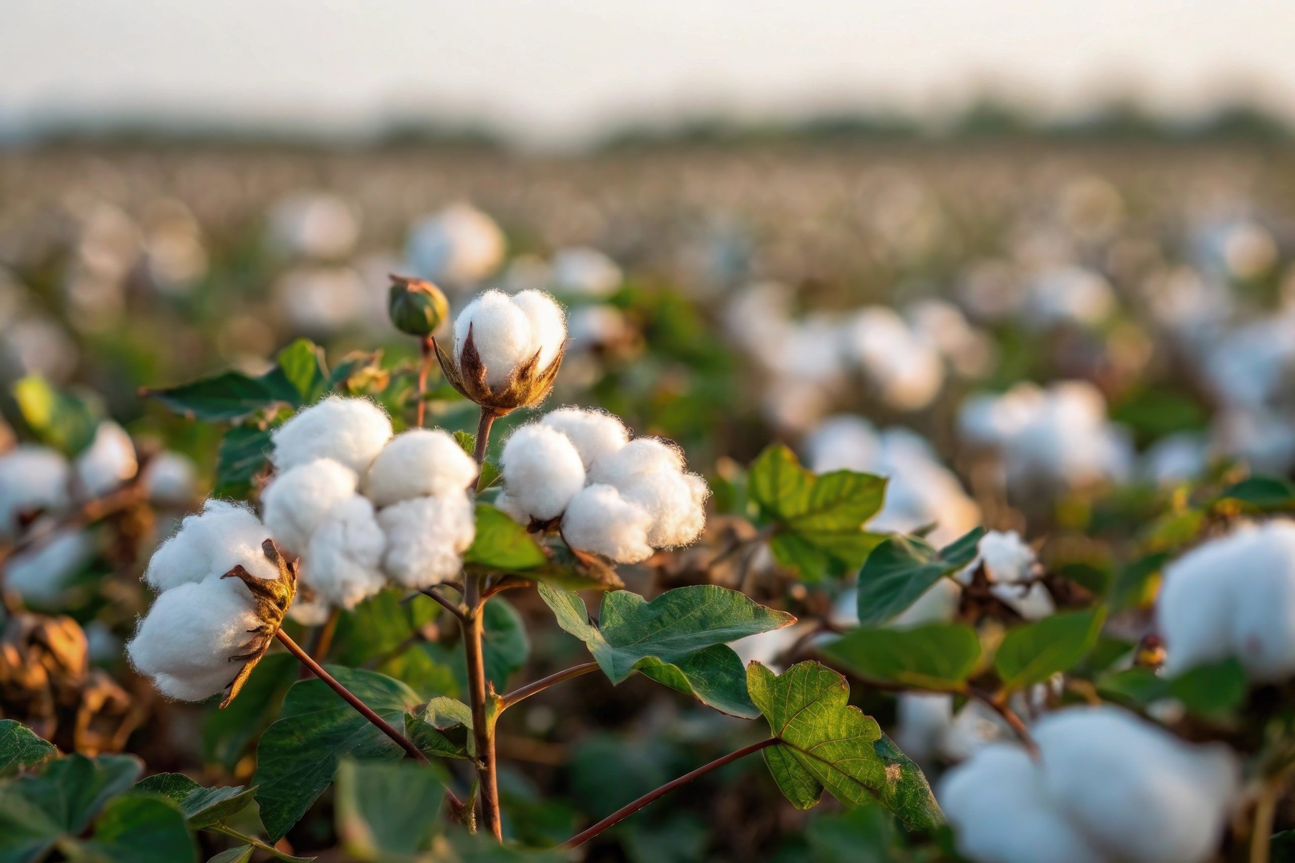regenerative cotton
